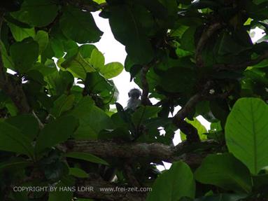 Monkeys and mangroves on Zanzibar, DSC06925b